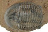 Corynexochid (Paralejurus) Trilobite - Lghaft, Morocco #210167-2